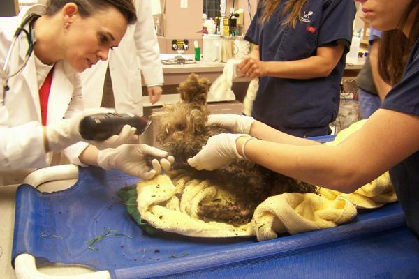 Bobo, a Yorkshire Terrier, being treated at the Wheat Ridge Veterinarian hospital after he was found with more than 50 percent of his body burned. The terrier died due to his injuries earlier this week. Image from the denverpost.com